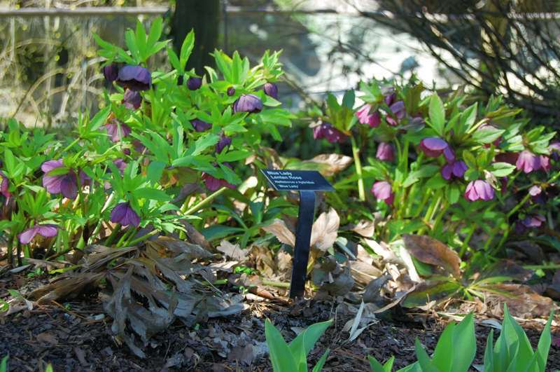 Blue Lady Lenten rose